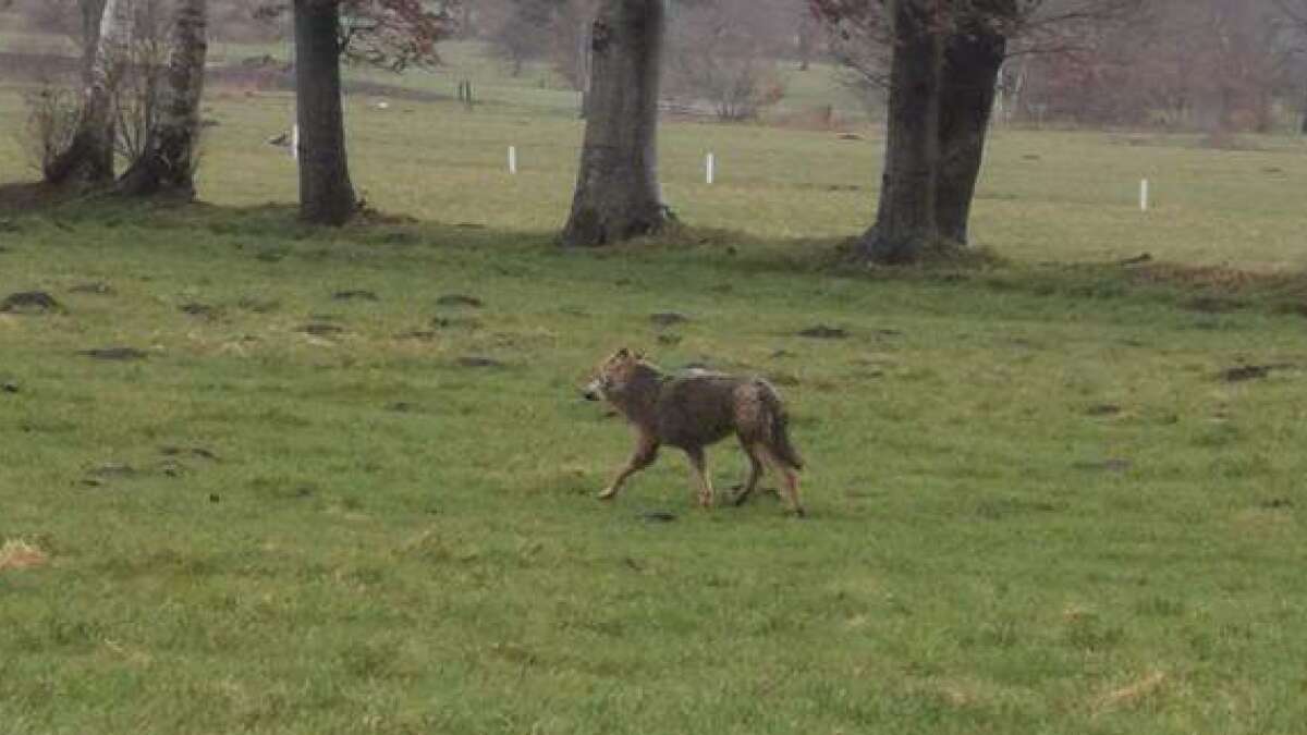 Wolf In Friesland Tier In Friedeburg Und Esens Gesichtet