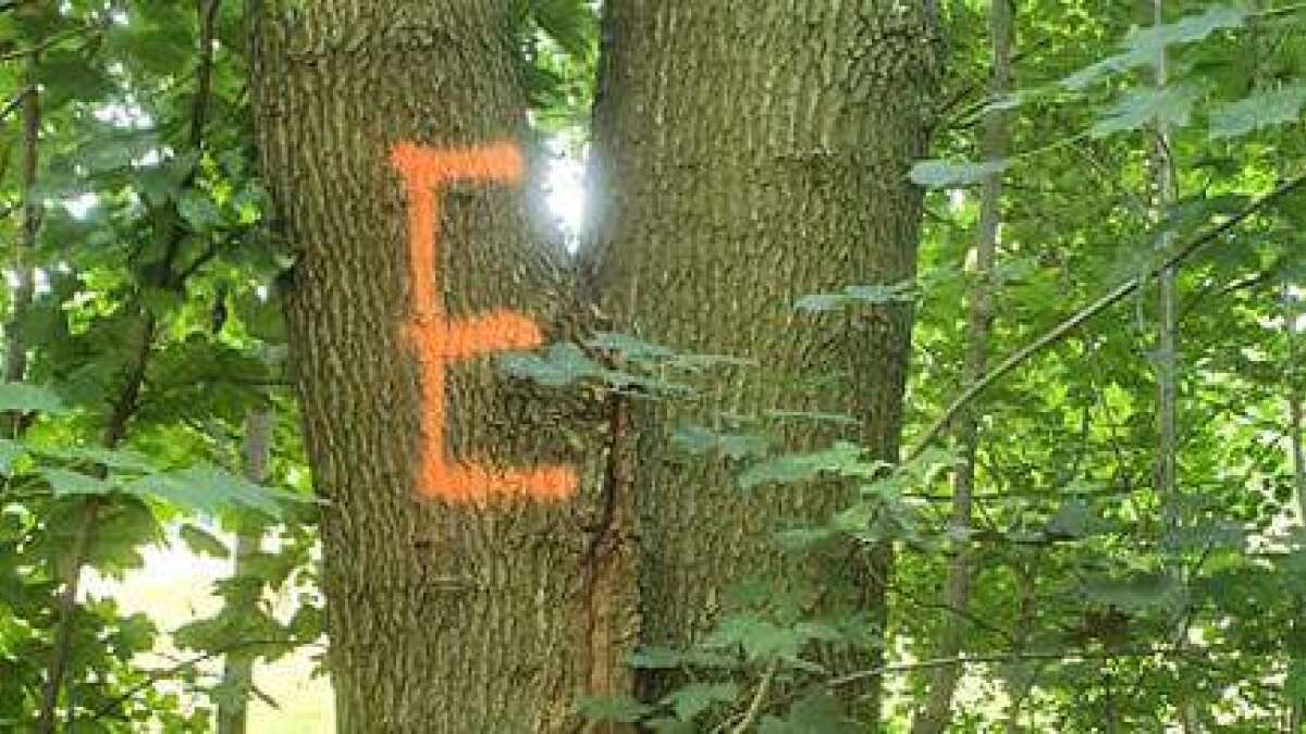 Darum sind so viele Bäume in Oldenburg mit einem E markiert