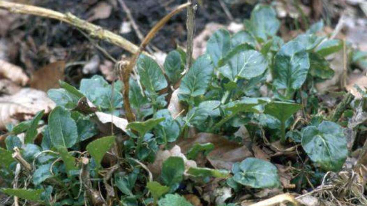 Winterkresse sorgt für Würze