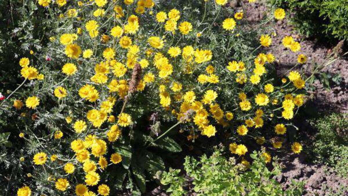 Dafür blüht es jetzt in Emder Schottergärten