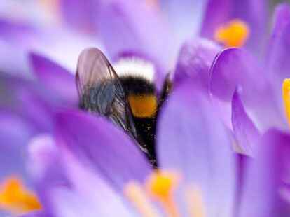 Bunt ist der Fr&uuml;hling! Und lebendig - das zeigt auch Katja St&ouml;fers Fr&uuml;hlingsalbum auf mein-rastede.de. Hier hat sie einen 
