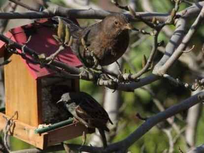 Und endlich h&ouml;rt man auch sie wieder pfeifen und singen: die V&ouml;gel. Silke Lorenz hat ihren Blick nach oben gerichtet und in den noch bl&auml;tterlosen &Auml;sten schon einige Singv&ouml;gel entdeckt.