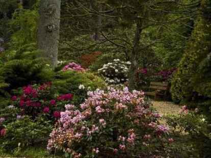 Im Rhodopark Linswege hat sich N@chbar Frank Kretzmer die bl&uuml;henden Rhododendren angeschaut.