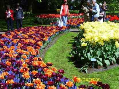 In der Gartenanlage Keukenhof westlich von Amsterdam bekommen Blumenfreunde nicht genug von den bunten Arrangements.