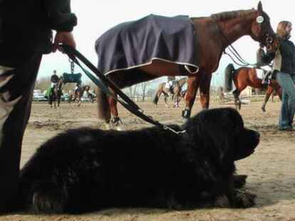 Mit dabei: sein Hund Barney - der ebenso vierbeinig ist wie ein Pferd, sich aber ansonsten stark von diesem unterscheidet. Auf diesem Bild lassen sich beide bestens miteinander vergleichen.