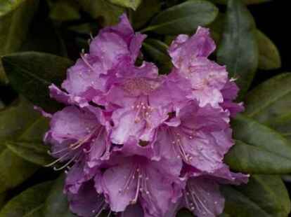 Dabei r&uuml;ckt er den Bl&uuml;ten auch mal n&auml;her auf die Pelle. Mehr Bilder aus Linswege finden Sie auf .