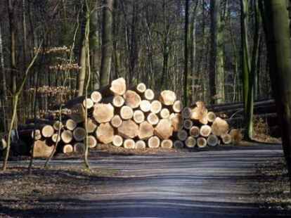 Und obwohl auch hier hin und wieder mal ein oder mehrere B&auml;ume dran glauben m&uuml;ssen...