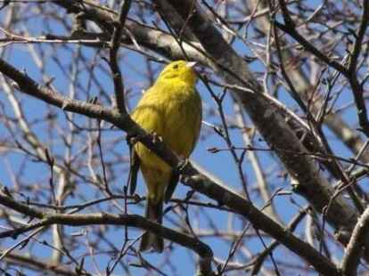 Nanu, wo kommt denn der Kanarienvogel her? Silke Lorenz kl&auml;rt auf  auf, um was f&uuml;r einen Vogel es sich hier wirklich handelt.