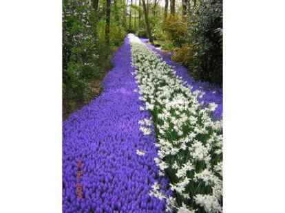 Weiter geht's in Sachen Blumen und Pflanzen: N@chbar Klaus-Peter Tuchscherer hat diesen Blumenstrom in den Niederlanden fotografiert