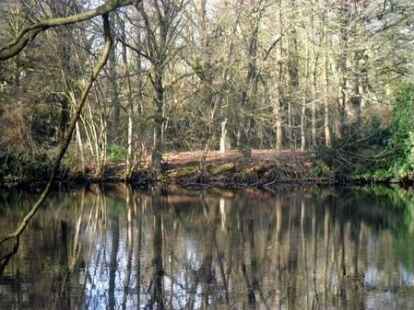 ...sieht es doch immer noch ganz sch&ouml;n holzig aus im Schlosspark. Mehr Bilder von ihrem Spaziergang zeigt Bettina Zippel auf .