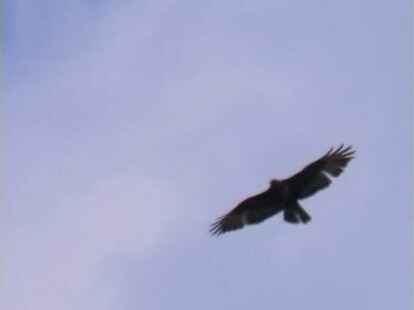 Das k&ouml;nnte der Hausherr des Nestes sein. Zumindest besteht die Chance. Mehr Bilder von einem Spaziergang in der Natur zeigt Alice Frerichs auf