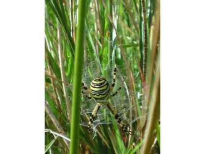 Bei all den Werken aus Stein besch&auml;ftigen wir uns zum Schluss noch mit der Natur. Und die hat einiges zu bieten, gerade wenn man einmal etwas n&auml;her hinschaut. Auf einer Weide in Hengstforde hat N@chbarin Claudia Raud&szlig;us eine Zebraspinne entdeckt.