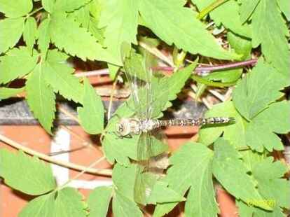 Oder eine wundersch&ouml;ne Libelle: Diese Tiere wird man zurzeit allerdings eher umsonst suchen. Wir selbst halten uns im Winter ja auch lieber drinnen auf. Mehr Bilder von Krabbeltieren zeigt Claudia Raud&szlig;us auf