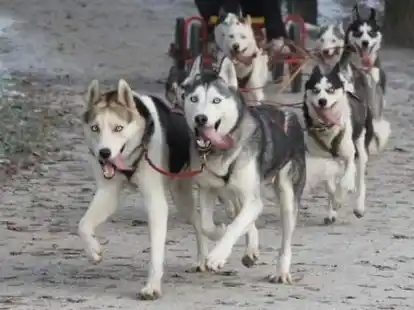 Gro&szlig;es Gehechel war im Rasteder Schlosspark angesagt. Dort verfolgten die Zuschauer, einschlie&szlig;lich N@chbarin Silke Lorenz, eine ganz besondere Sportart: Hundeschlittenrennen.