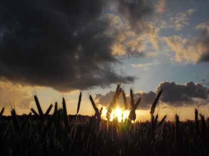 <p>        Professionell fotografiert er das Getreide vor dem Sonnenuntergang. Mehr solcher sonnigen Eindr&uuml;cke finden Sie auf <a href=&ldquo;http://www.mein-wiefelstede.de/Fotos/Album-ansehen_3301/ &ldquo; target=&ldquo;_blank&ldquo;>mein-wiefelstede.de</a>.    </p>