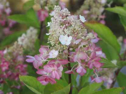 In der letzten Woche hat uns unser N@chbar Werner Fuhlrott noch die Fotos vom Fotoshooting im Park der G&auml;rten pr&auml;sentiert und einen Fotoworkshop besucht. Diese Woche setzt er das neu erlernte Wissen in die Tat um und fotografiert flei&szlig;ig weiter.