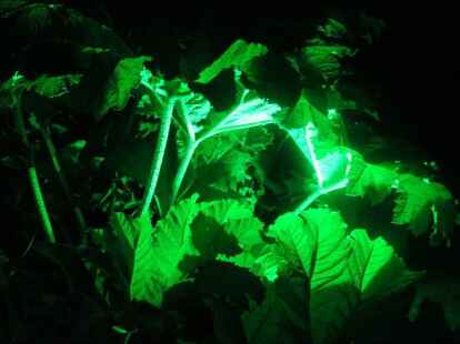 <p>        Im Park der G&auml;rten schoss er - auch unter Beleuchtung - wieder einige Schnappsch&uuml;sse. Mehr davon k&ouml;nnen Sie sich auf <a href=&ldquo;http://www.mein-oldenburg.de/Fotos/Album-ansehen_3303/ &ldquo; target=&ldquo;_blank&ldquo;>mein-oldenburg.de</a>    </p>