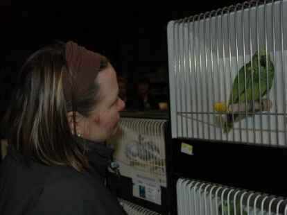 Zahlreiche Besucher waren zur Friesland-B&ouml;rse in der Weberei gekommen, wo zahlreiche Z&uuml;chter V&ouml;gel wie Wellensittiche, Kanarienv&ouml;gel, Ziertauben und Wachteln anboten.