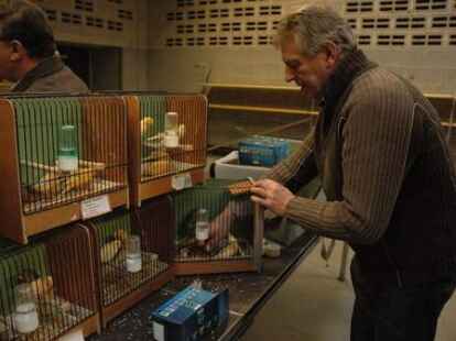 Zahlreiche Besucher waren zur Friesland-B&ouml;rse in der Weberei gekommen, wo zahlreiche Z&uuml;chter V&ouml;gel wie Wellensittiche, Kanarienv&ouml;gel, Ziertauben und Wachteln anboten. Heinz-Otto Schrader aus Bexh&ouml;vede verpackte einen Wellensittich.