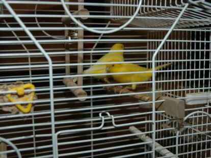 Zahlreiche Besucher waren zur Friesland-B&ouml;rse in der Weberei gekommen, wo zahlreiche Z&uuml;chter V&ouml;gel wie Wellensittiche, Kanarienv&ouml;gel, Ziertauben und Wachteln anboten.