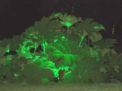 Dabei kam es zu einigen traumhaften Lichtspielen und geradezu magischen Erscheinungen. Mehr davon finden Sie auf  mein-westerstede.de.