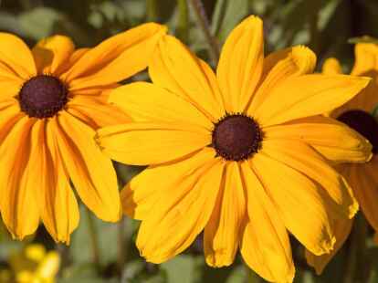 Auch Eckard Klages war im Freien unterwegs und hatte seine Kamera dabei. Im Zwischenahner Park der G&auml;rten...
