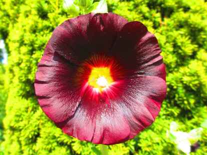 Mehr bl&uuml;hende Landschaften zeigt Heinz Friedrichs in seinem Album auf mein-wiefelstede.de.