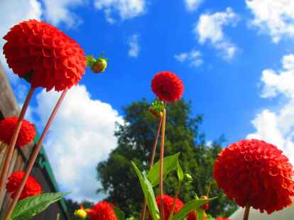 Kann der Sp&auml;tsommerlich so hochsommerlich aussehen? Offenbar schon, denn N@chbar Heinz Friedrichs hat noch gegen Ende August bei einem Streifzug durch den Garten diese Aufnahmen mitgebracht.