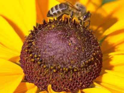 <p>        ...Honig versp&uuml;ren, ist das sehr verst&auml;ndlich. Mehr Appetit auf Natur machen auch die restlichen Bilder von Eckard Klage auf  mein-wiefelstede.de.    </p>