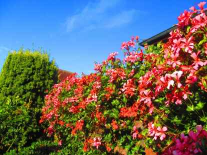 Blauer Himmel, sattes Gr&uuml;n und leuchtendes Rot - wer braucht schon ein Retina-Display auf seinem Smartphone, wenn es auch ein einfacher Blick in die Natur tut.