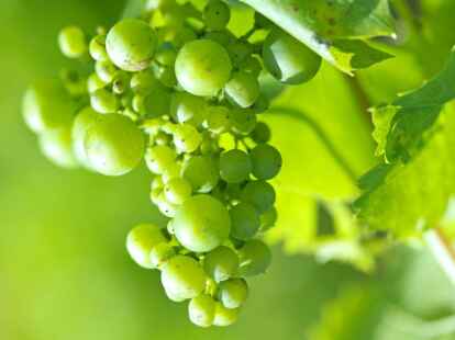 ...fing auch er die kr&auml;ftige Farben der Natur ein. Sollten Sie nach Betrachten der Bilder ein Verlangen nach Traubensaft und...