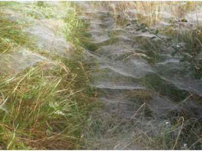 ... und auch die Spinnennetze mit Morgentau sind ein spannendes Motiv. Alle Impressionen k&ouml;nnen Sie auf  durchklicken.