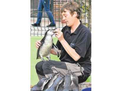 Junge Pinguine sind in ihrem Element