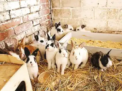 Wurden einfach ausgesetzt: Einige der Kaninchen hatten sogar lebensbedrohliche Wunden.