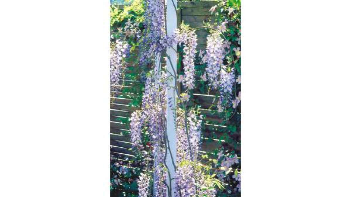 blauregen samen kaufen Chinesische Blauregen 'Prolific' - Wisteria sinensis Prolific main image 1