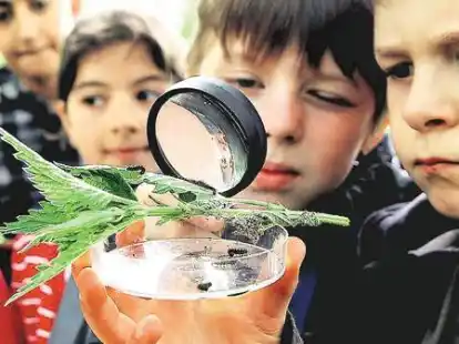Unter die Lupe genommen haben Kevin (links) und Florian aus der Klasse 3b im rahmen des Projekts Mobilum diese Raupen des Tagpfauenauges.