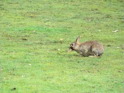 Hat er ihn tats&auml;chlich gefunden? Auf dem Weg in den Feierabend nach dem Osterfest? N@chbar Marc Sandstede fragt sich, ob er hier den Osterhasen erwischt hat.