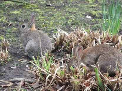 Wenn er es wirklich ist, haben wir es hier wohl mit einem weiteren Familienmitglied zu tun. Oder gibt es etwa zwei Osterhasen? Die Frage beantwortet Marc Sandstede in seinem Album auf  leider nicht.