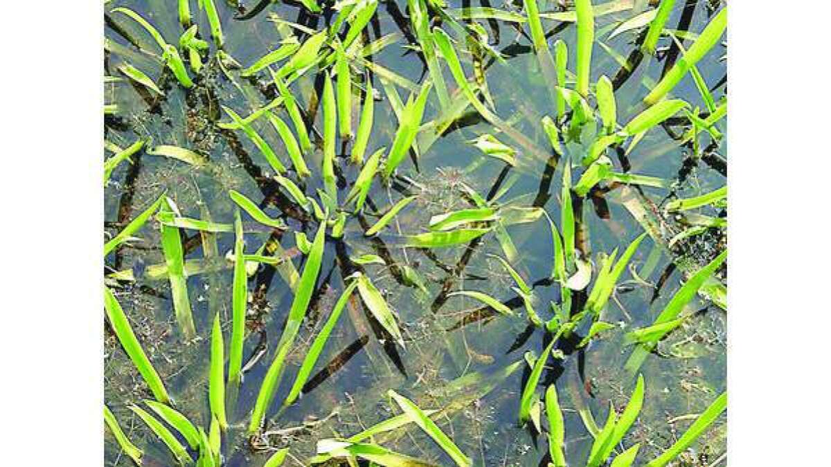 Bizarre Krebsschere nützt dem Gartenteich