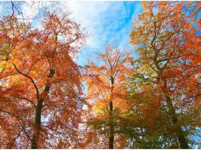 So sieht ein herrlicher Herbsttag aus! Strahlend blauer Himmel bildet einen ausgezeichneten Kontrast zum goldenen Laub.