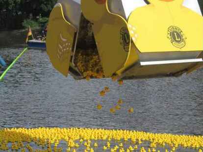 Zum Entenrennen traten insgesamt 4200 quietschgelbe Rennenten an, um f&uuml;r ihren 