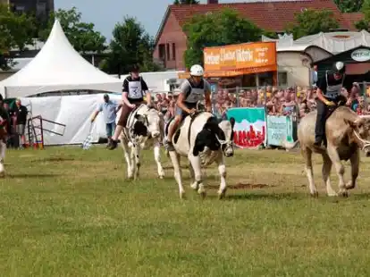 In meist wildem Galopp gingen jeweils vier Ochsen an den Start. Es gab insgesamt zw&ouml;lf L&auml;ufe.