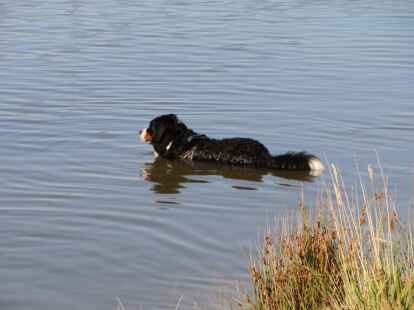 Berner Sennenhunde Sch&ouml;nemoor Hundetreffen Treffen Tierpension