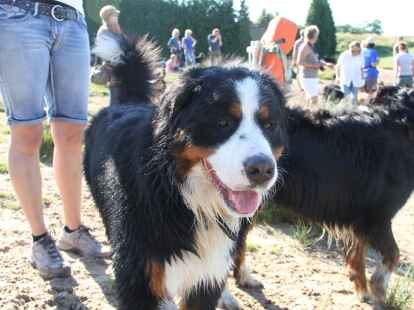 Berner Sennenhunde Sch&ouml;nemoor Hundetreffen Treffen Tierpension