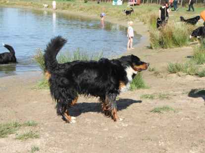 Berner Sennenhunde Sch&ouml;nemoor Hundetreffen Treffen Tierpension