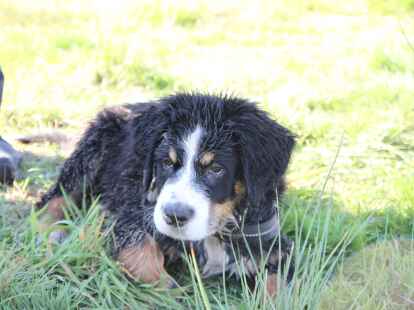 Berner Sennenhunde Sch&ouml;nemoor Hundetreffen Treffen Tierpension