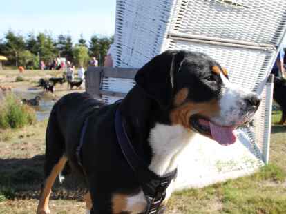 Berner Sennenhunde Sch&ouml;nemoor Hundetreffen Treffen Tierpension