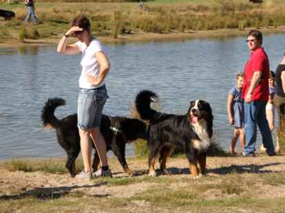 Berner Sennenhunde Sch&ouml;nemoor Hundetreffen Treffen Tierpension
