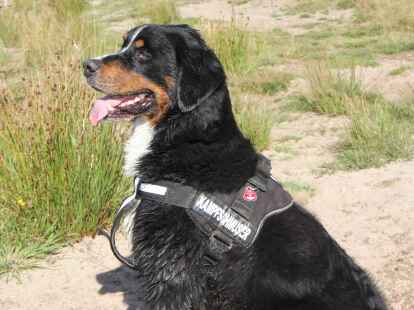 Berner Sennenhunde Sch&ouml;nemoor Hundetreffen Treffen Tierpension