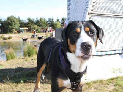 Berner Sennenhunde Sch&ouml;nemoor Hundetreffen Treffen Tierpension